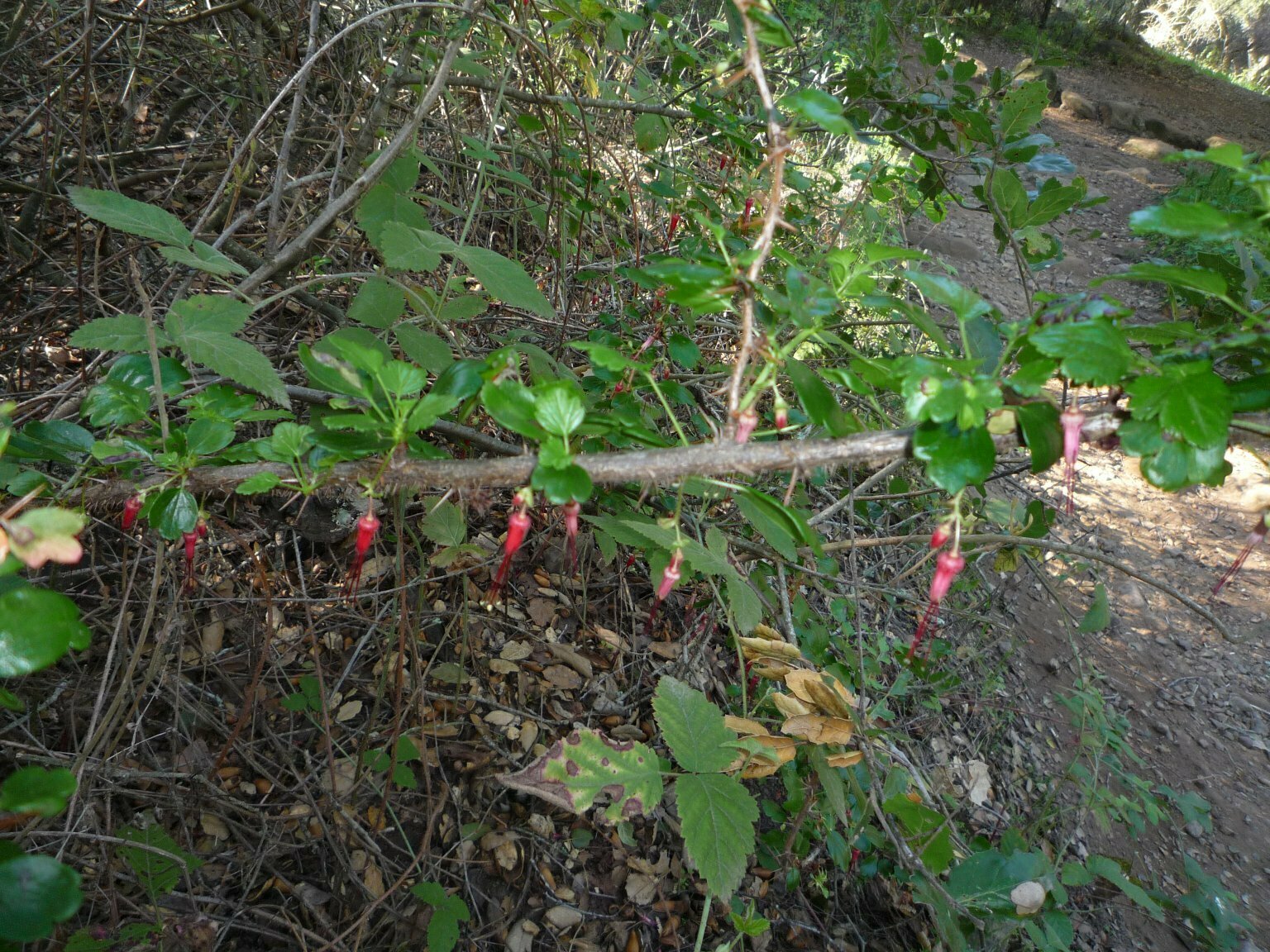 High Resolution Ribes speciosum Plant